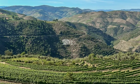Quinta T5 para Venda em Tabuaço