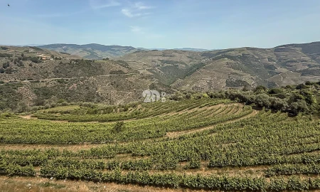 Quinta T5 para Venda em Tabuaço