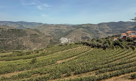 Quinta T5 para Venda em Tabuaço