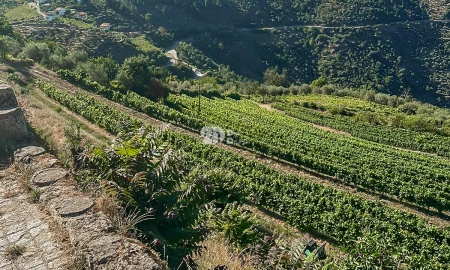 Quinta T5 para Venda em Tabuaço