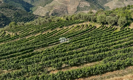Quinta T5 para Venda em Tabuaço