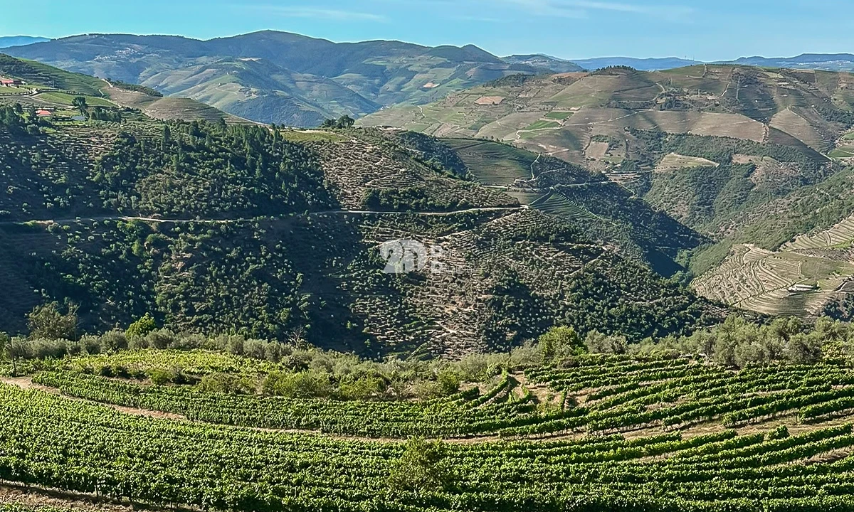 Quinta T5 para Venda em Tabuaço Foto 18