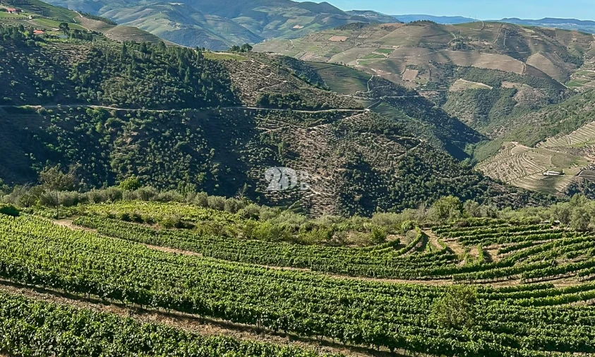 Quinta T5 para Venda em Tabuaço Foto 14