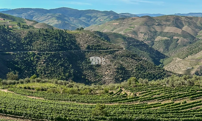 Quinta T5 para Venda em Tabuaço Foto 18