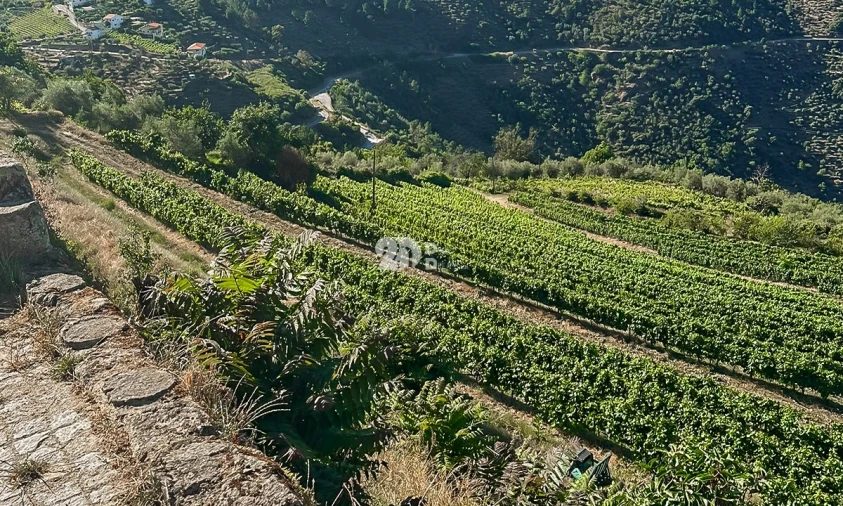Quinta T5 para Venda em Tabuaço Foto 17