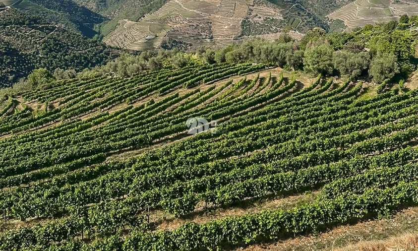 Quinta T5 para Venda em Tabuaço Foto 19