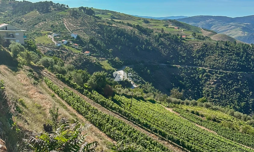 Quinta T5 para Venda em Tabuaço Foto 13