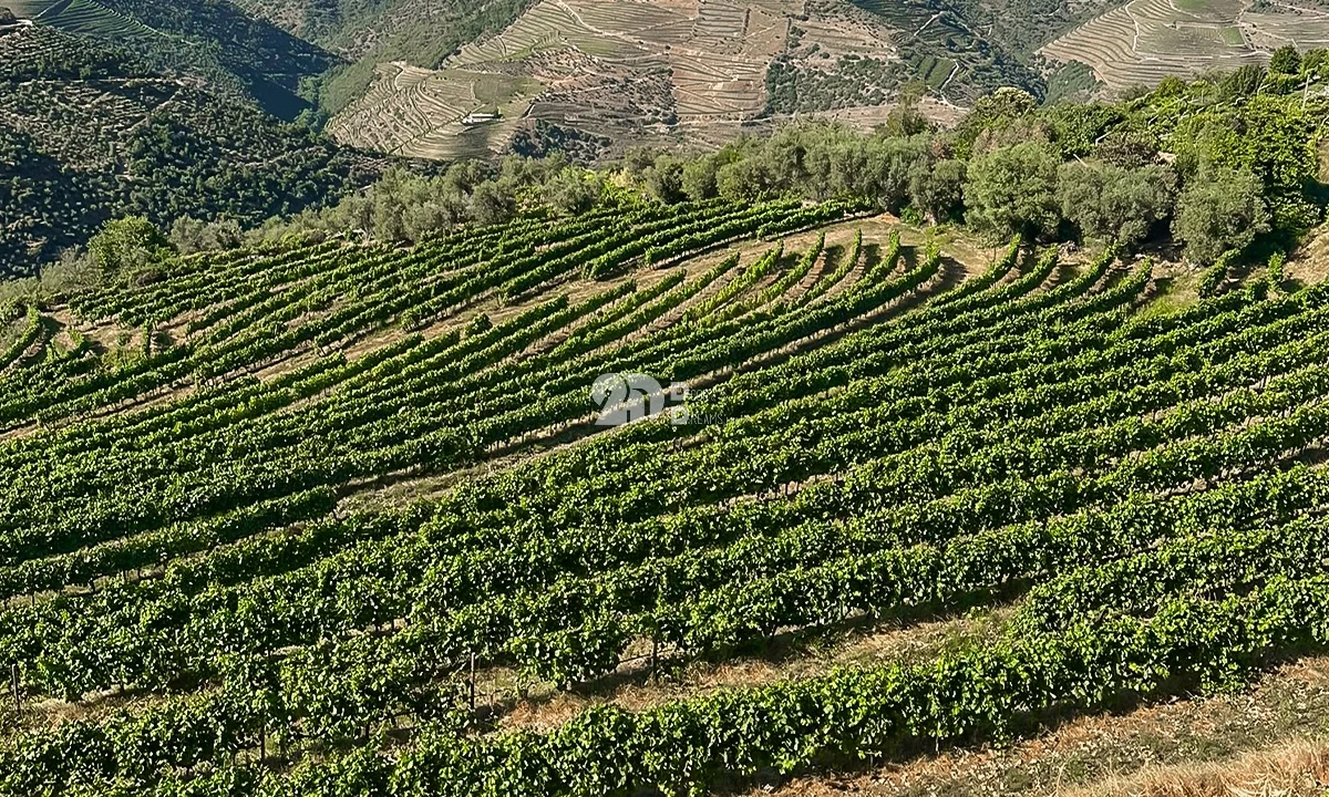 Quinta T5 para Venda em Tabuaço Foto 19