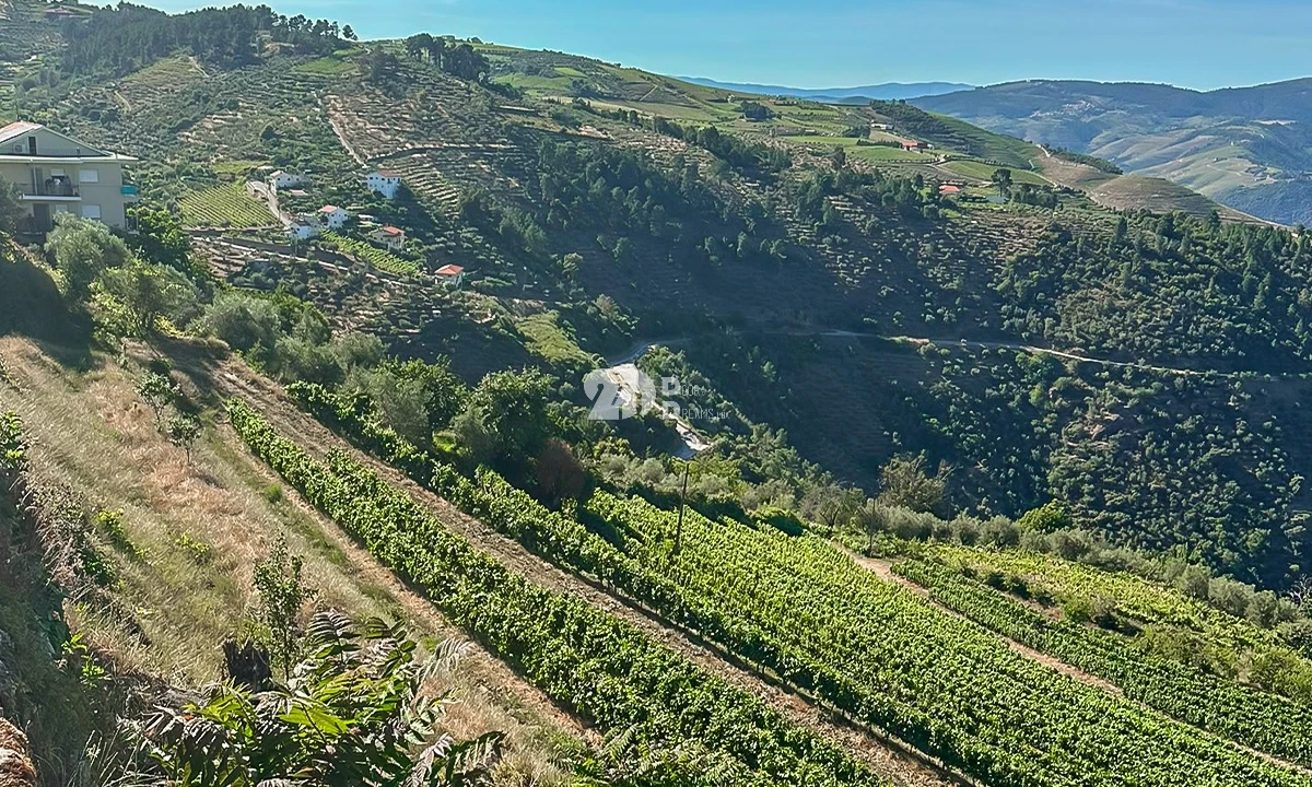 Quinta T5 para Venda em Tabuaço Foto 13