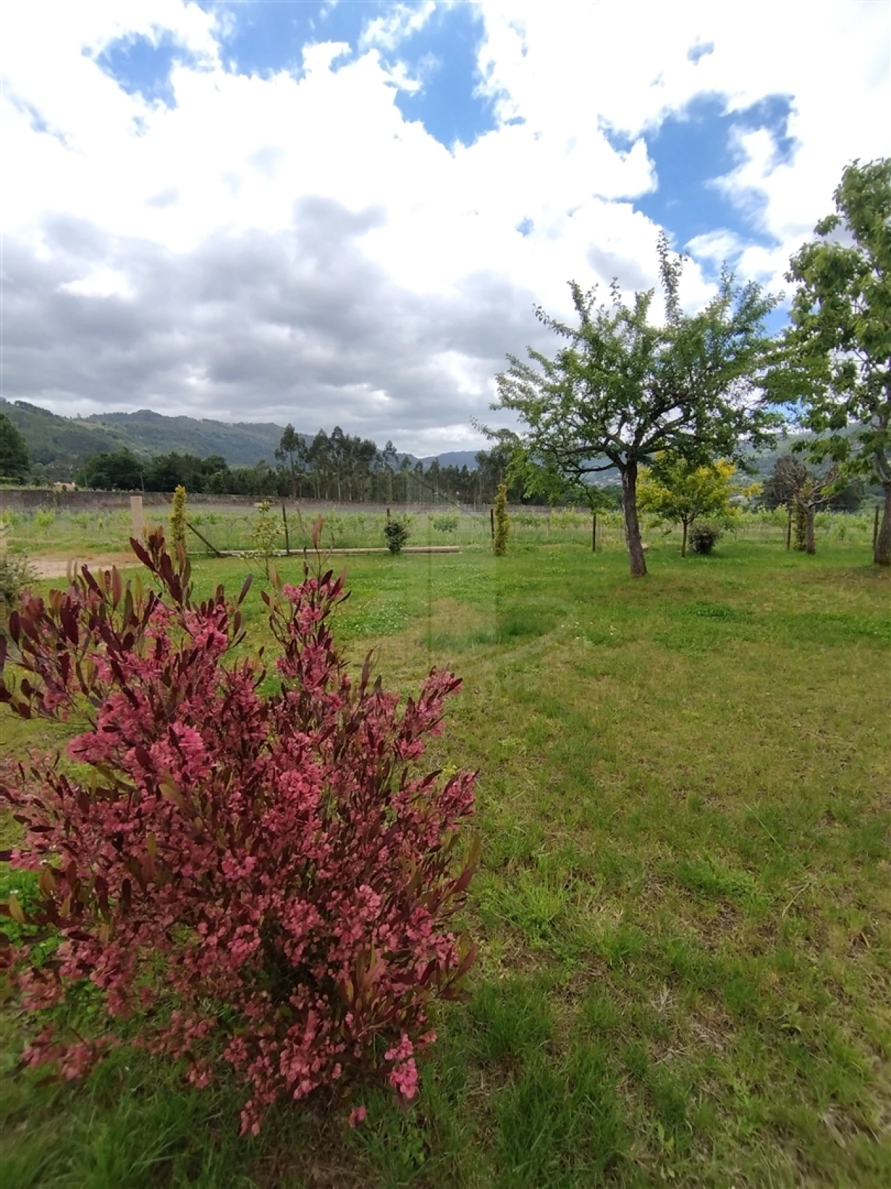Quinta T0 para Venda em Geraz do Lima (Santa Maria, Santa Leocádia, Moreira), Deão Foto 75