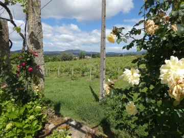 Quinta T0 para Venda em Geraz do Lima (Santa Maria, Santa Leocádia, Moreira), Deão