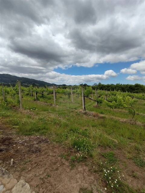 Quinta T0 para Venda em Geraz do Lima (Santa Maria, Santa Leocádia, Moreira), Deão