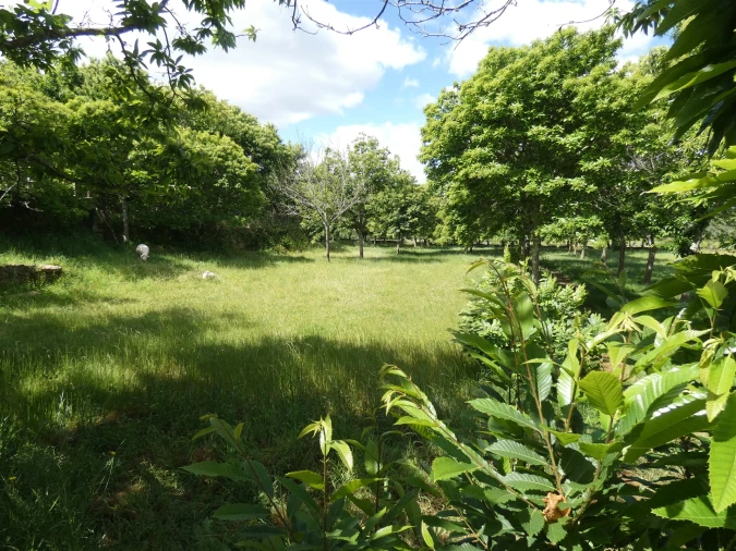 Quinta T0 para Venda em Geraz do Lima (Santa Maria, Santa Leocádia, Moreira), Deão Foto 201
