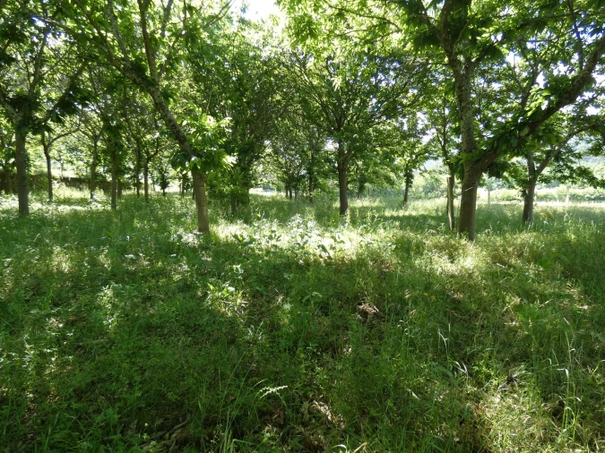 Quinta T0 para Venda em Geraz do Lima (Santa Maria, Santa Leocádia, Moreira), Deão Foto 149