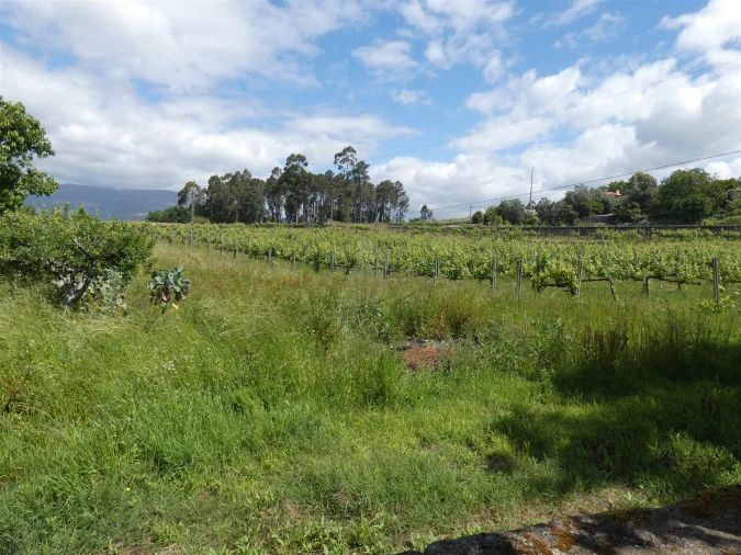 Quinta T0 para Venda em Geraz do Lima (Santa Maria, Santa Leocádia, Moreira), Deão Foto 153