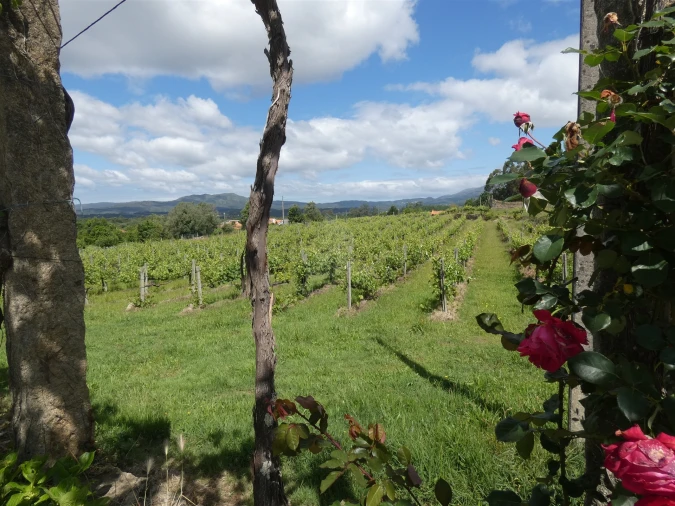 Quinta T0 para Venda em Geraz do Lima (Santa Maria, Santa Leocádia, Moreira), Deão Foto 192