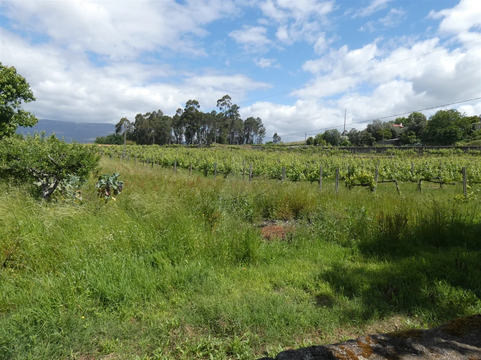 Quinta T0 para Venda em Geraz do Lima (Santa Maria, Santa Leocádia, Moreira), Deão Foto 153