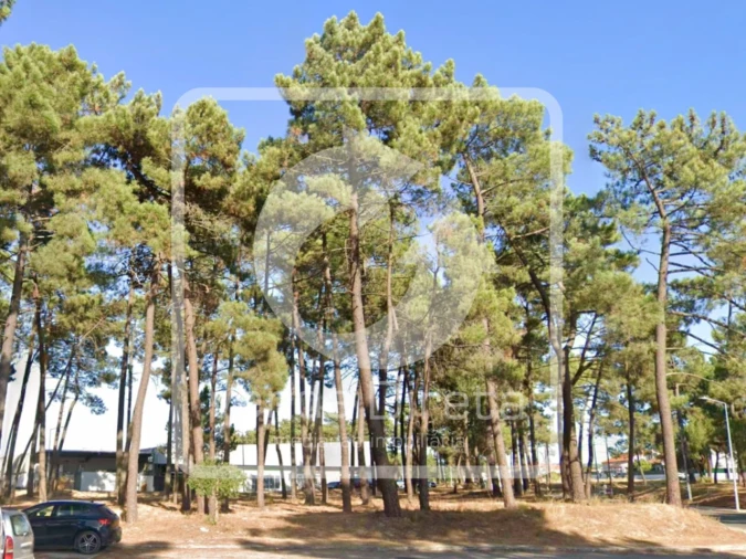 Terreno para Venda em Azeitão (São Lourenço e São Simão) Foto 4