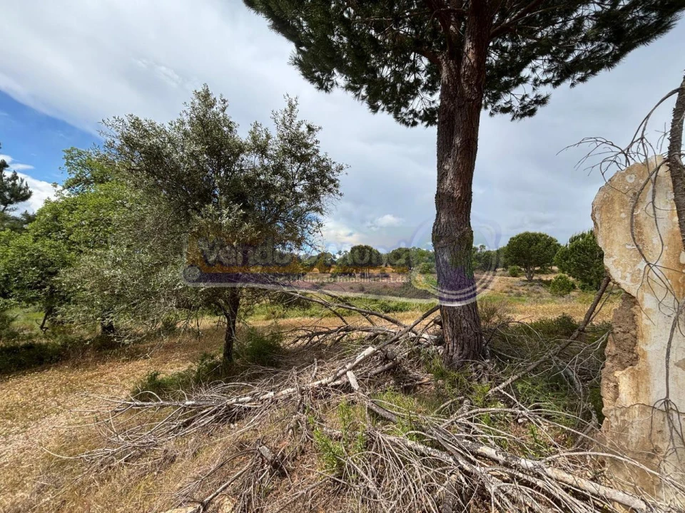Terreno para Venda em Mora Foto 2