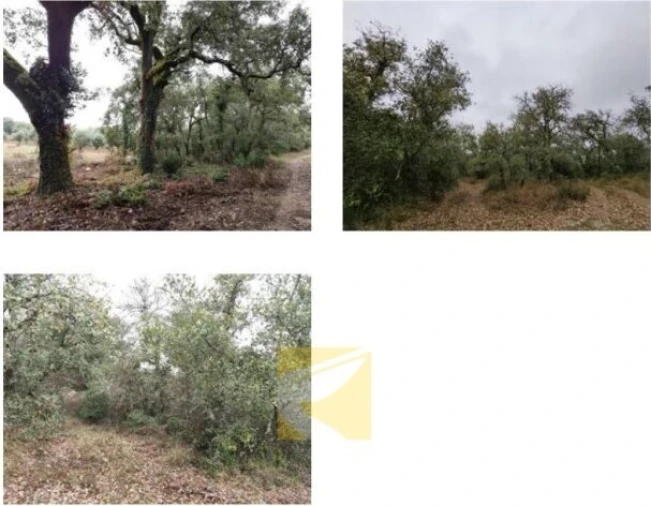 Terreno para Venda em Cumeeira Foto 2