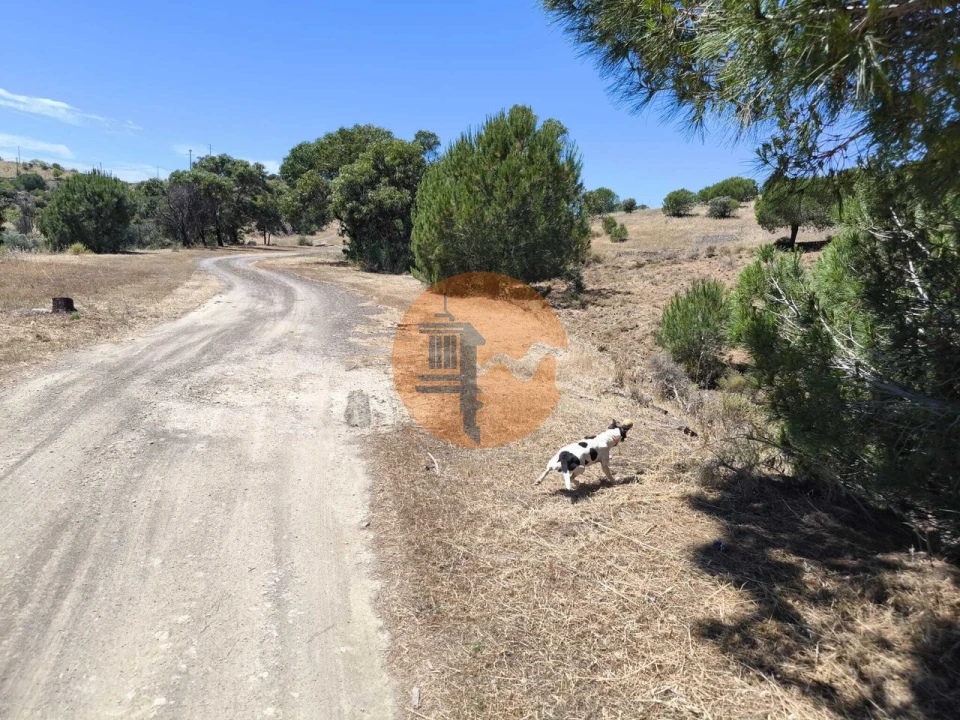Terreno para Venda em Altura Foto 10