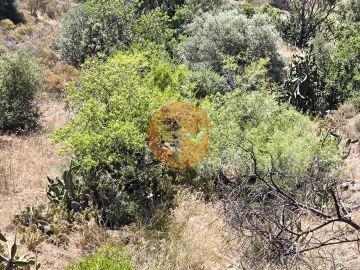 Terreno para Venda em Altura