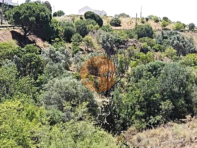 Terreno para Venda em Altura Foto 6