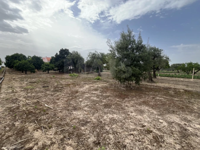 Terreno para Venda em Coruche, Fajarda e Erra Foto 5