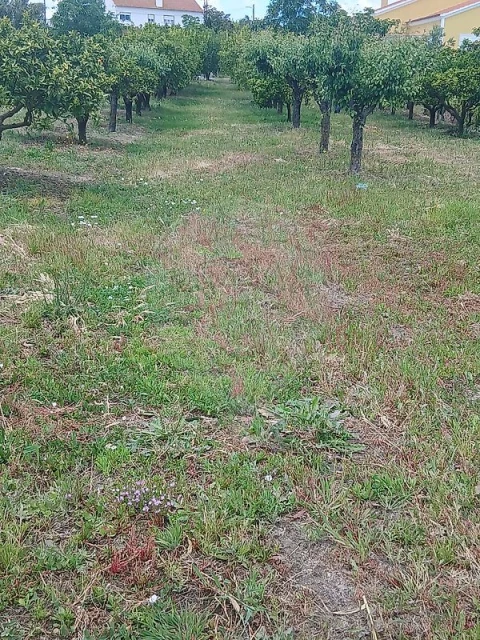 Terreno para Venda em Almoster