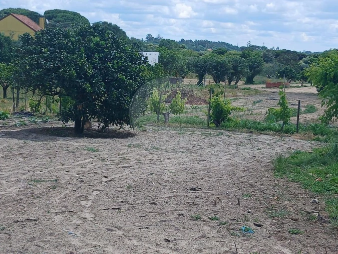 Terreno para Venda em Almoster Foto 8