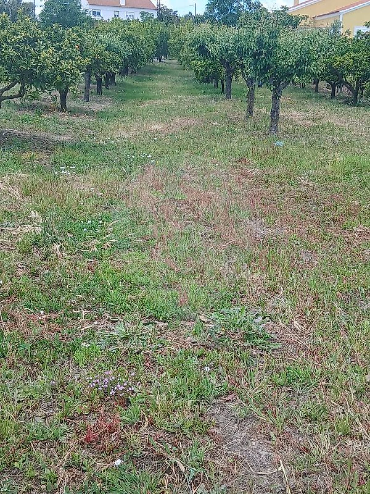 Terreno para Venda em Almoster Foto 4