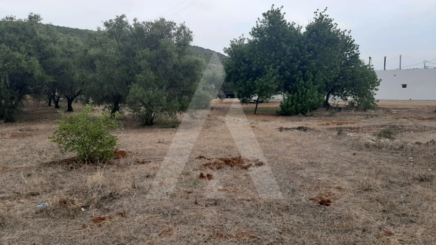 Terreno para Venda em São Brás de Alportel Foto 9