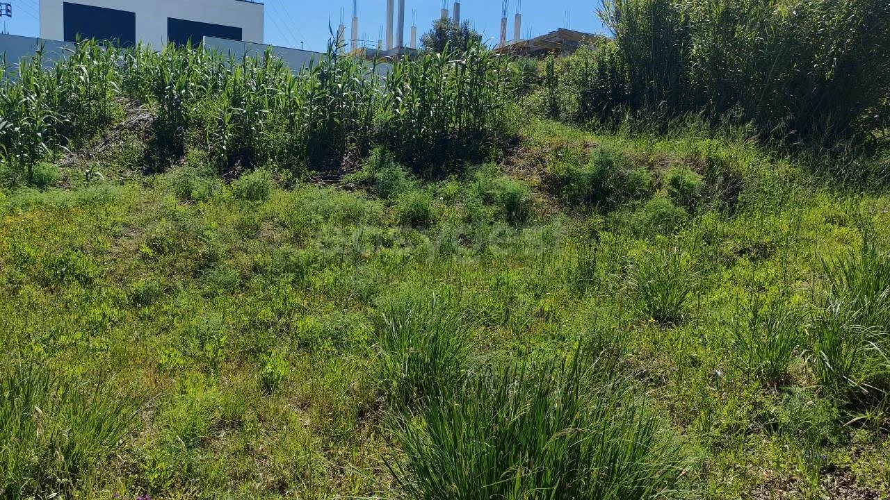 Terreno para Venda em Torres Novas (Santa Maria, Salvador e Santiago) Foto 3