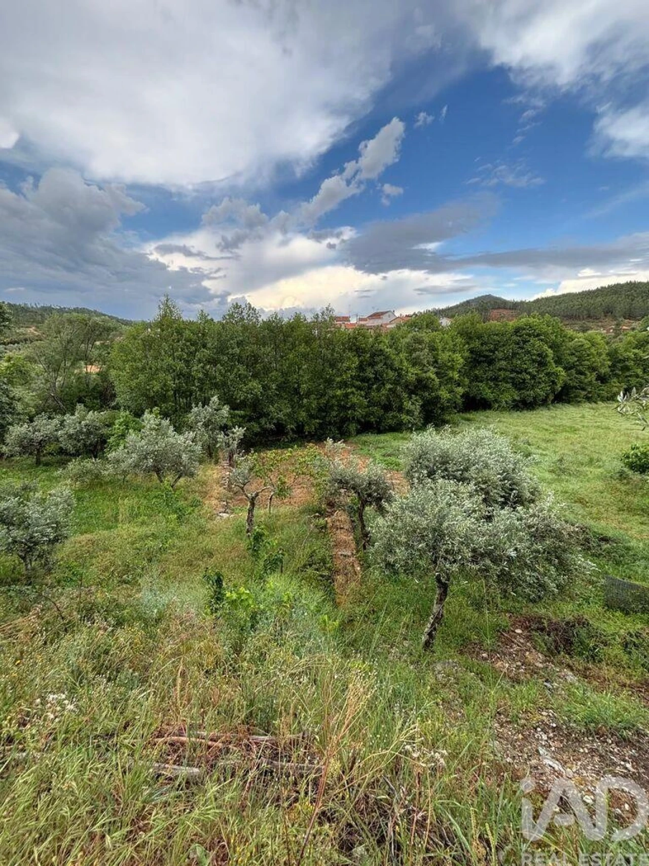 Terreno para Venda em Sarzedas Foto 2