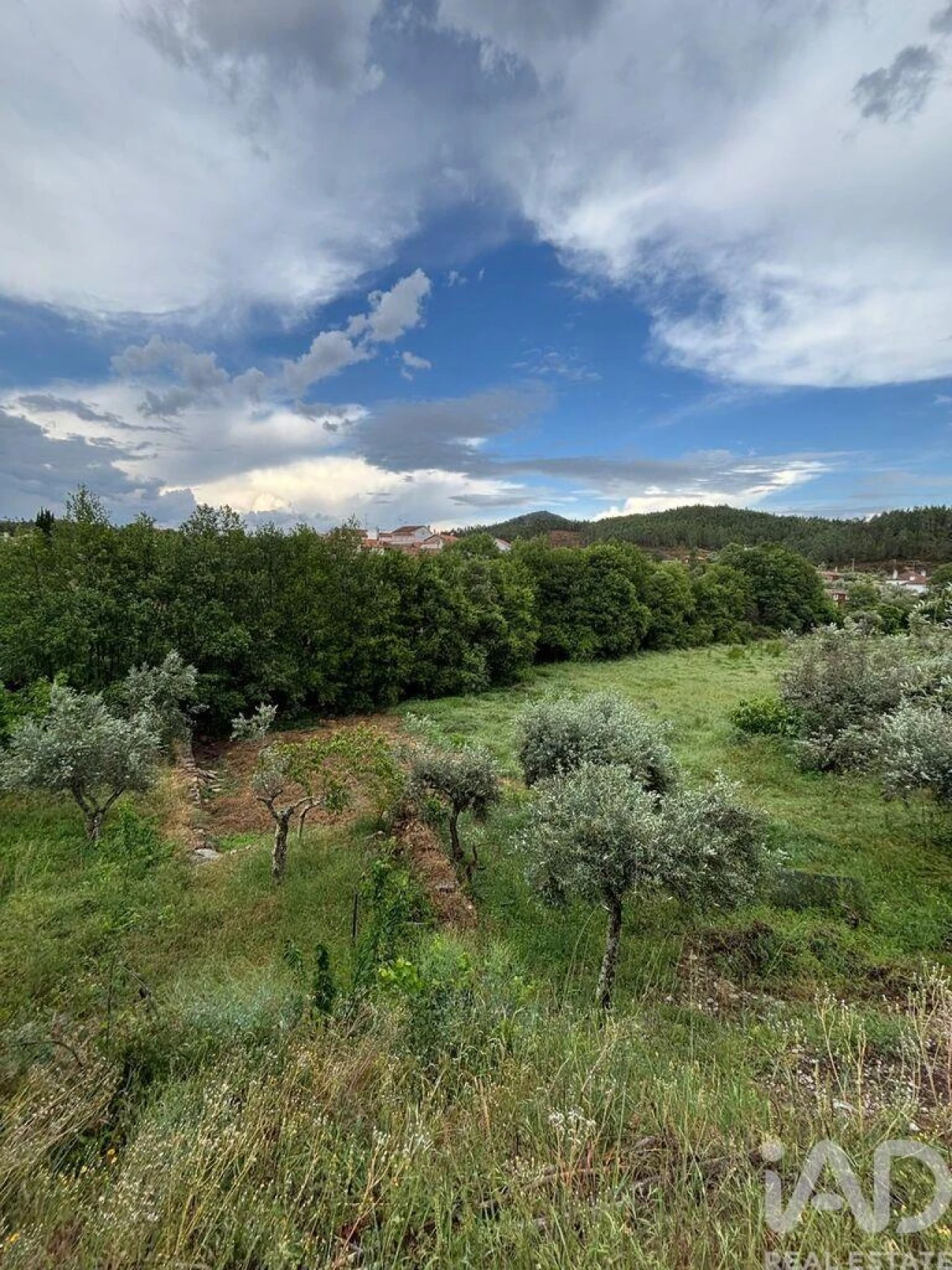 Terreno para Venda em Sarzedas Foto 5