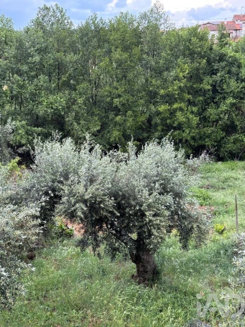 Terreno para Venda em Sarzedas