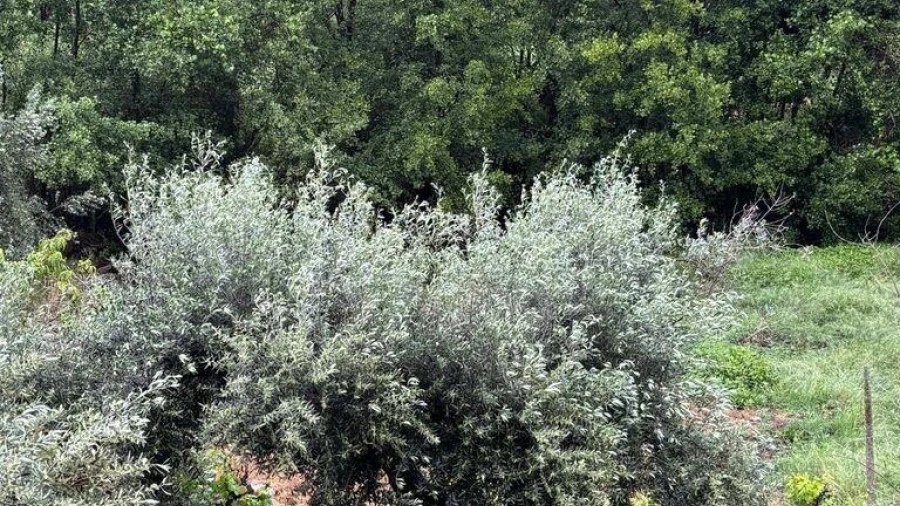 Terreno para Venda em Sarzedas