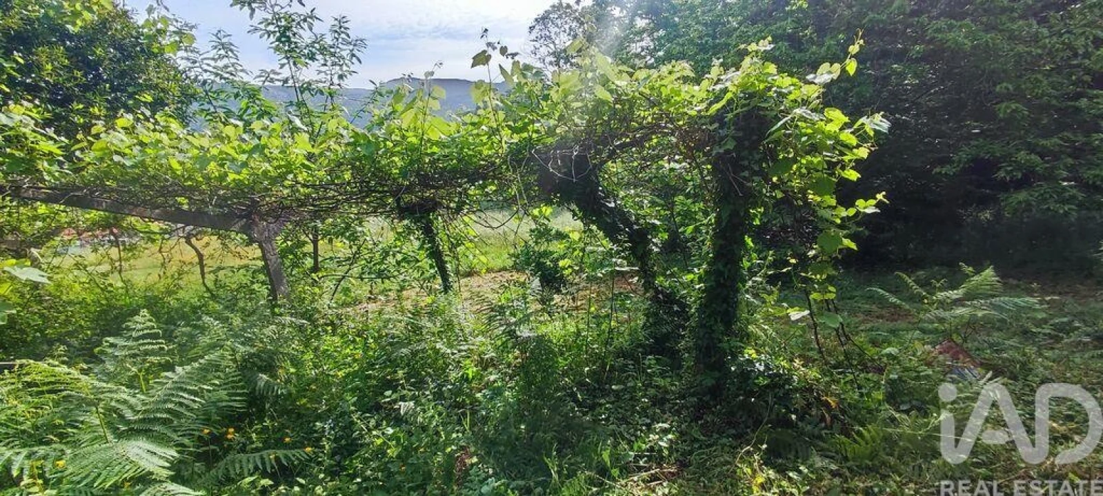 Moradia para Venda em Loivo Foto 24