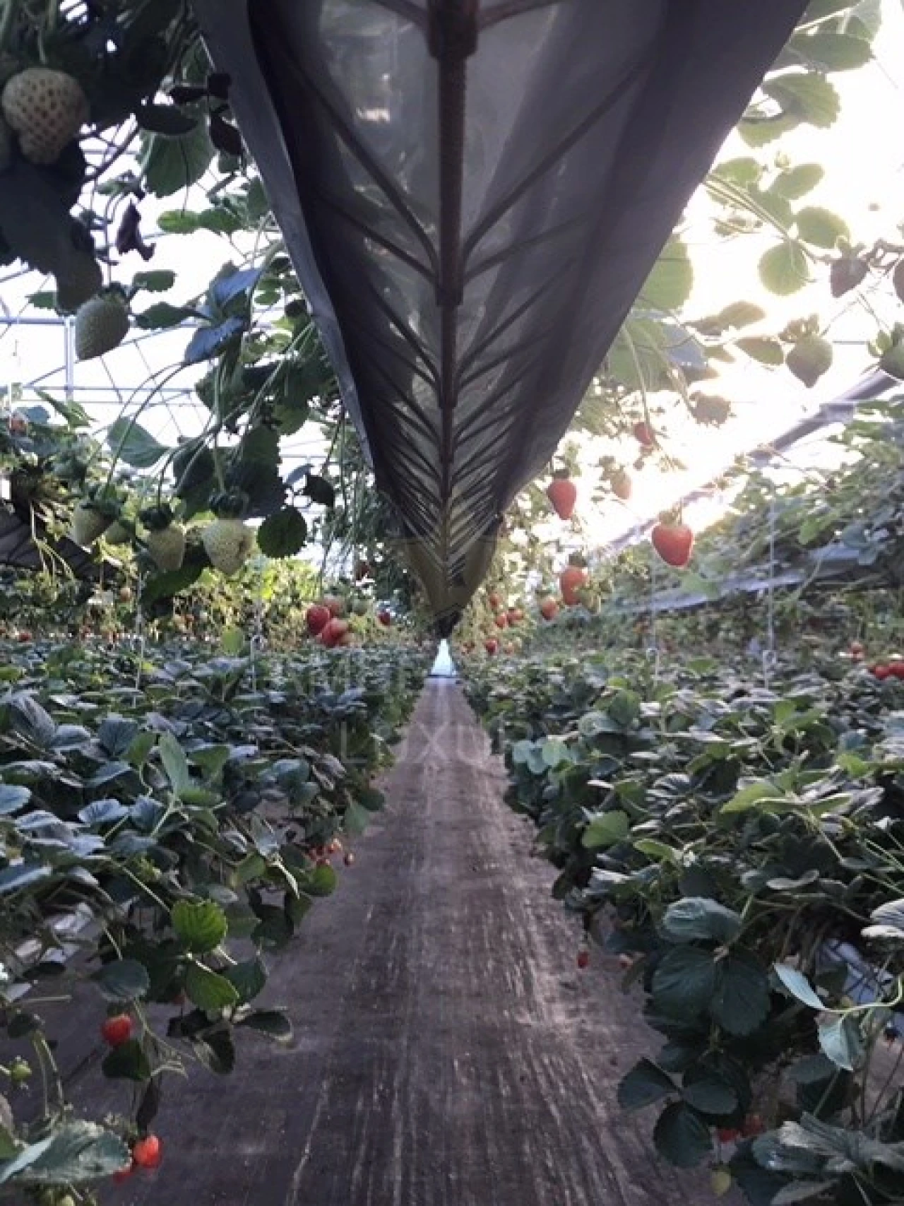 Terreno Agricola ou Rústico para Venda em Samuel Foto 9