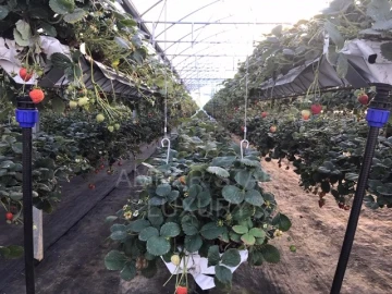 Terreno Agricola ou Rústico para Venda em Samuel