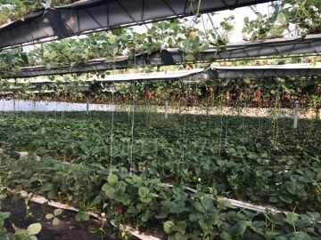 Terreno Agricola ou Rústico para Venda em Samuel