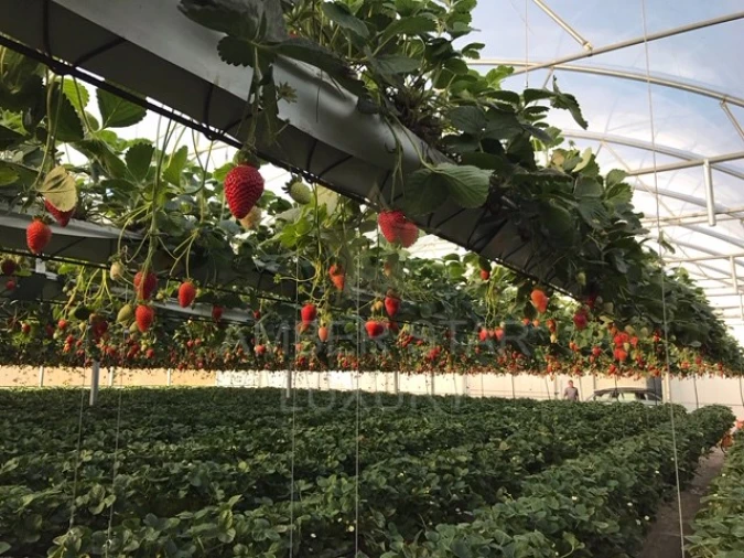 Terreno Agricola ou Rústico para Venda em Samuel Foto 10