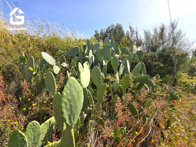 Quinta T0 para Venda em Sarnadas de Rodão Foto 33