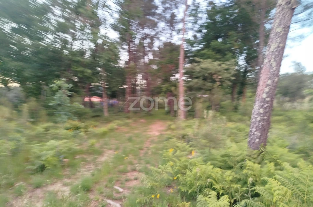 Terreno para Venda em Cunha Baixa Foto 5