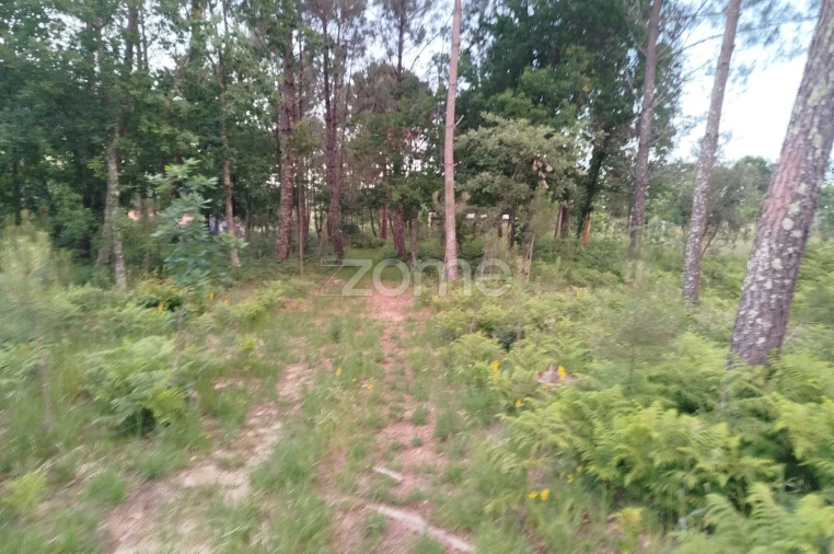 Terreno para Venda em Cunha Baixa Foto 4