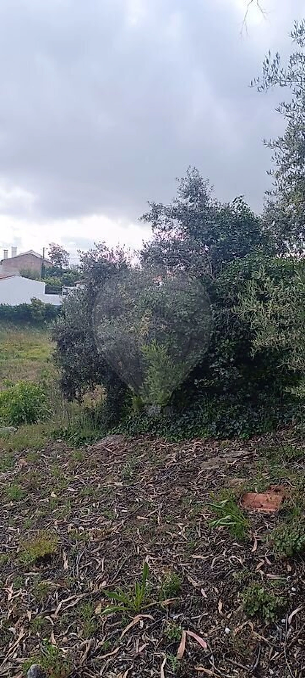 Terreno para Venda em Carvoeira e Carmões Foto 11