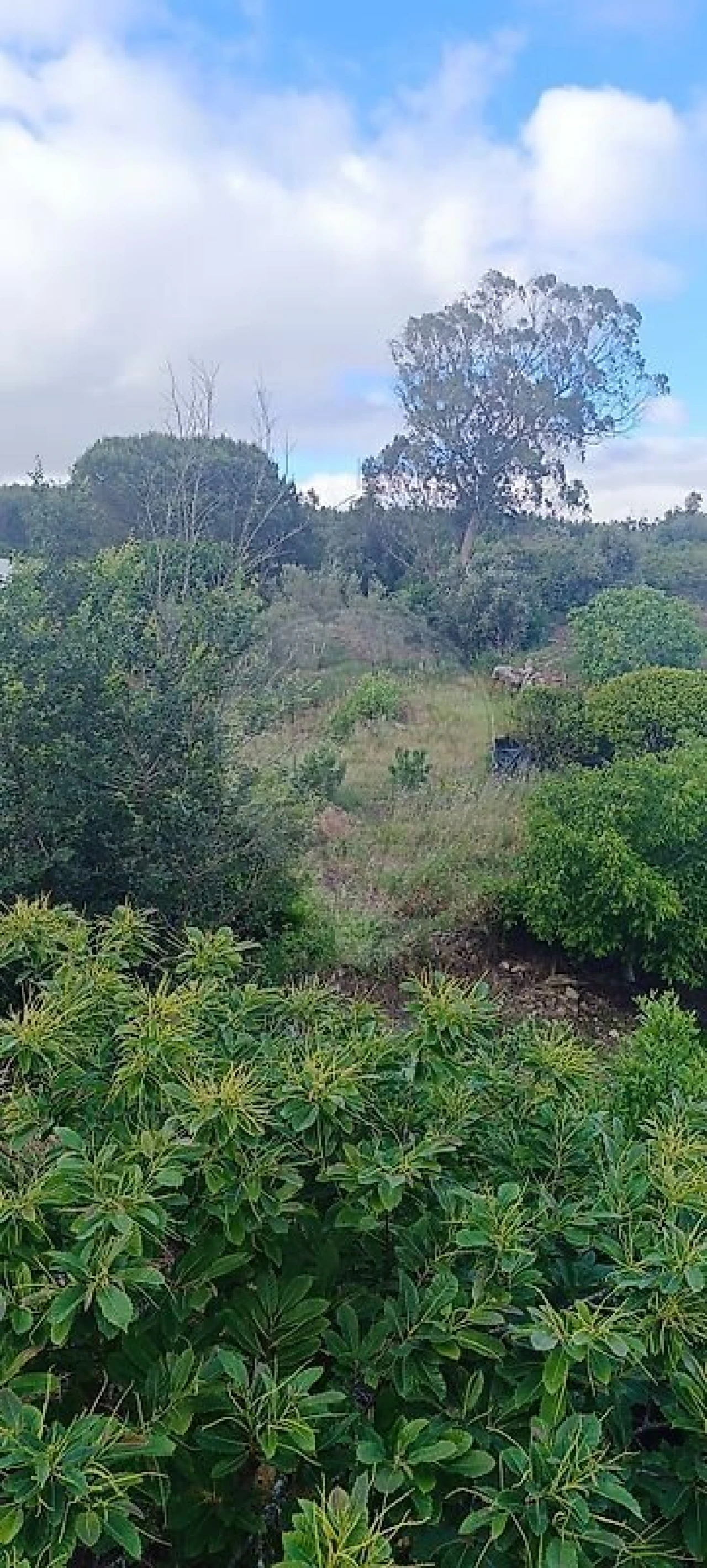 Terreno para Venda em Carvoeira e Carmões Foto 9
