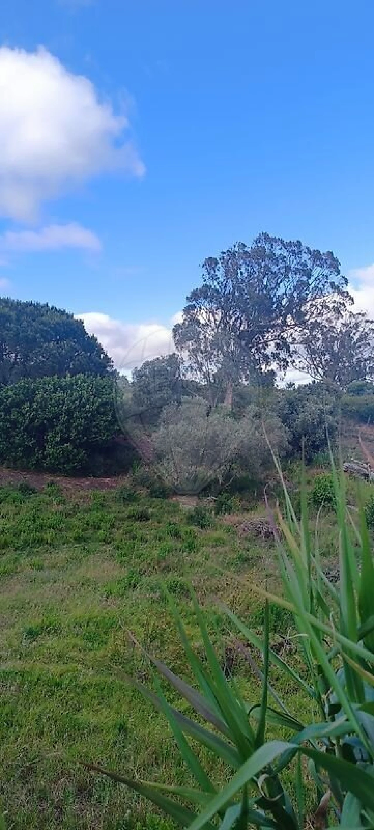 Terreno para Venda em Carvoeira e Carmões Foto 6