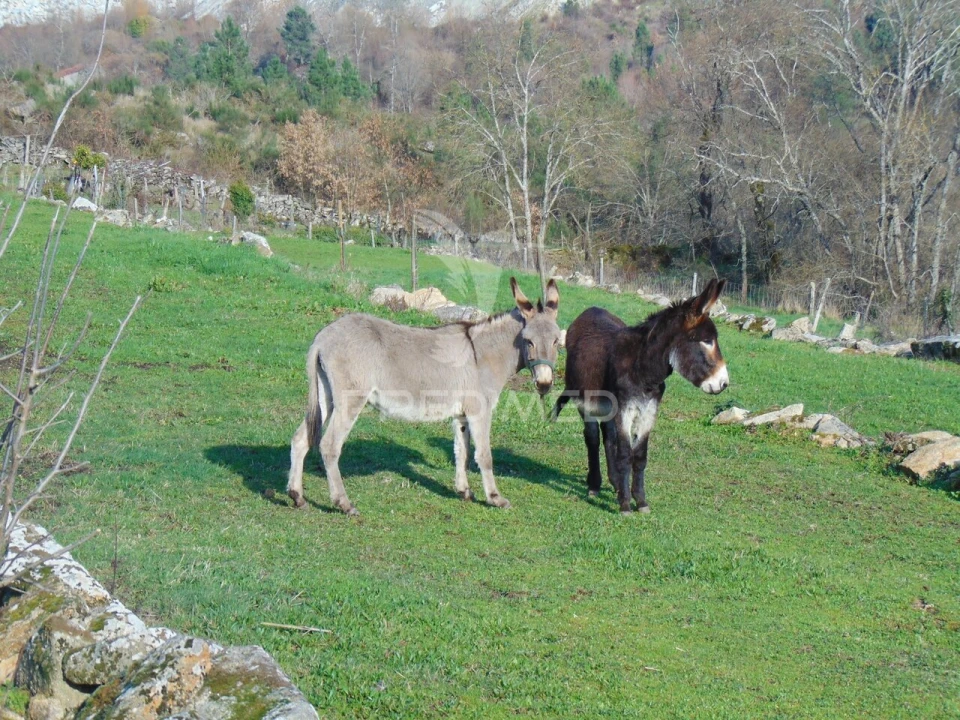 Moradia T2 para Venda em Torgueda Foto 29