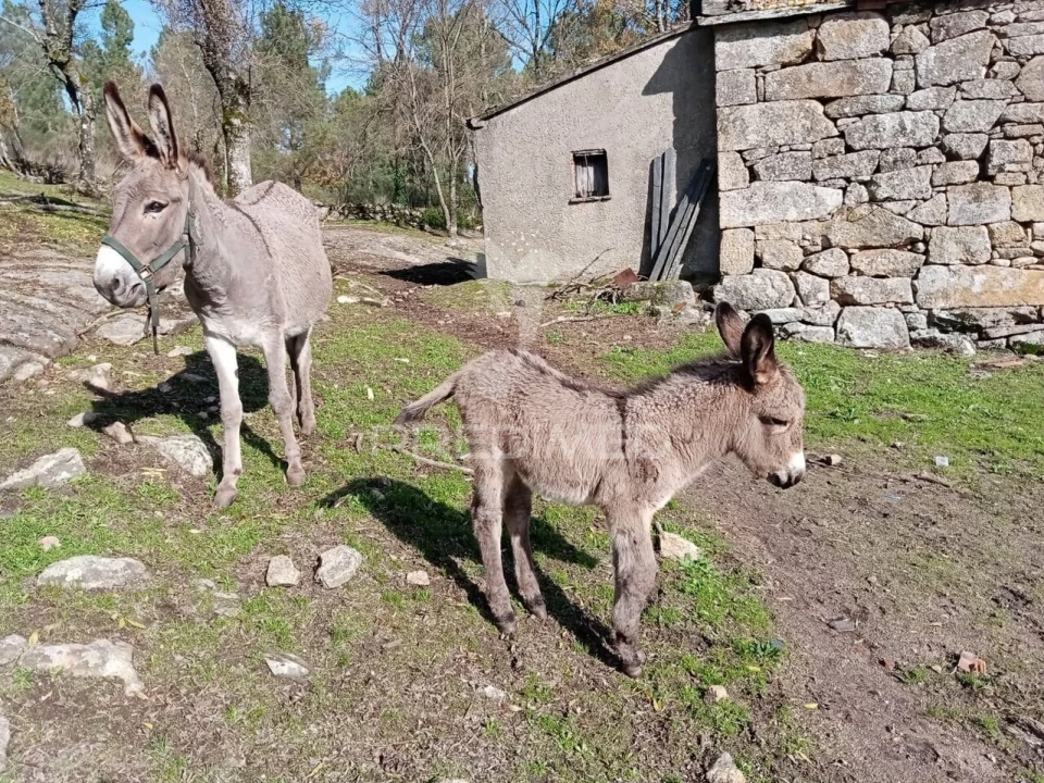 Moradia T2 para Venda em Torgueda Foto 6